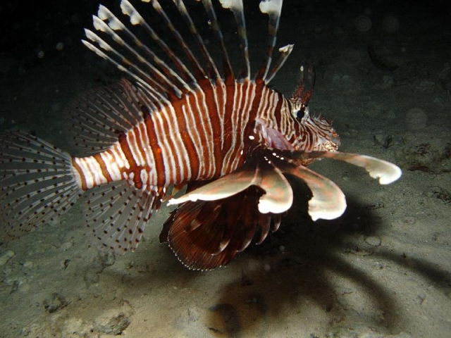  Larga vida al buceo en Sete